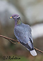 Columba fasciata